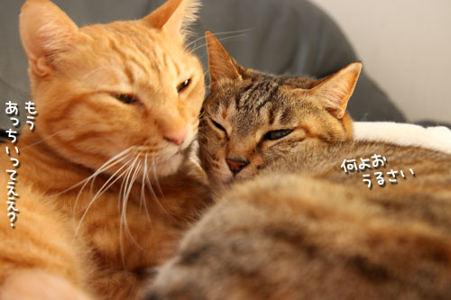 離さない。_d0355333_12473031.jpg