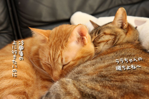 離さない。_d0355333_12473090.jpg