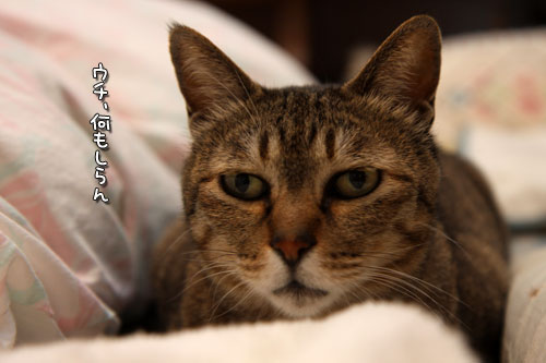 こだわり笑子たん_d0355333_12473805.jpg