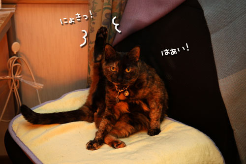 出番なし。_d0355333_12474469.jpg