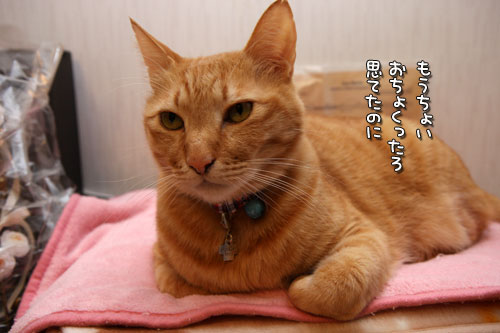 出番なし。_d0355333_12474644.jpg