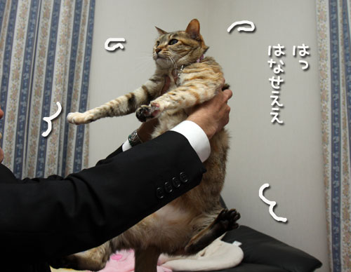 癒しのララちゃん_d0355333_12474848.jpg