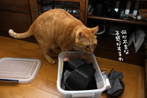 思い通りにならない_d0355333_12480244.jpg