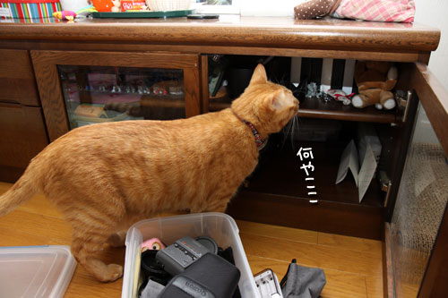 思い通りにならない_d0355333_12480281.jpg