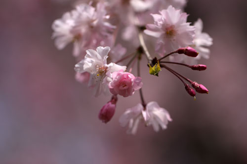ひとくぎり。_d0355333_12481480.jpg