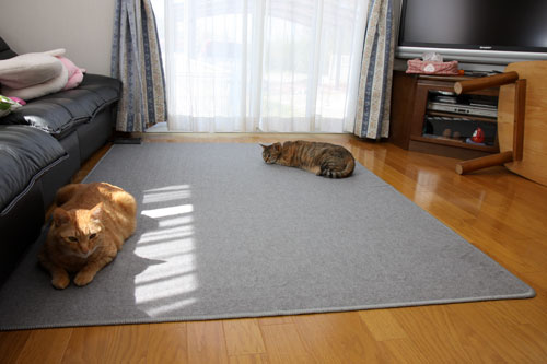 猫にとっての快適って?_d0355333_12482014.jpg