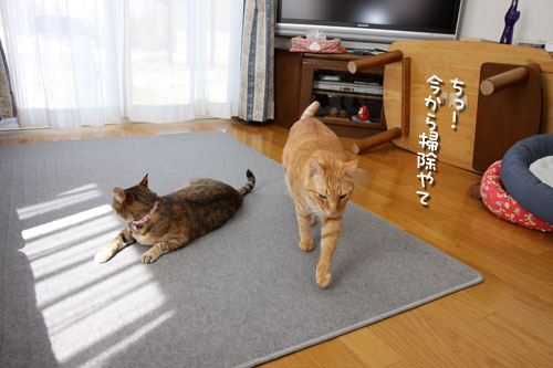 猫にとっての快適って?_d0355333_12482017.jpg
