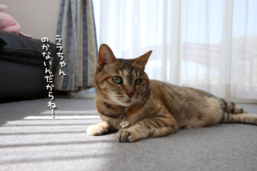 猫にとっての快適って?_d0355333_12482042.jpg