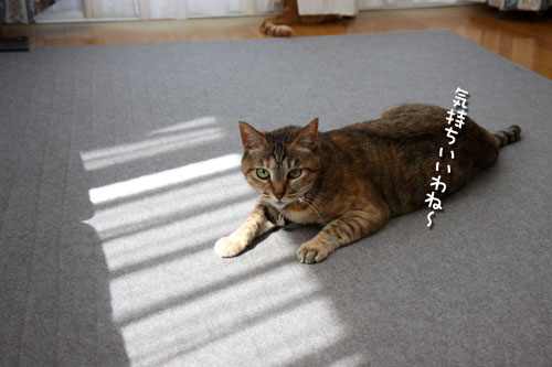 猫にとっての快適って?_d0355333_12482045.jpg