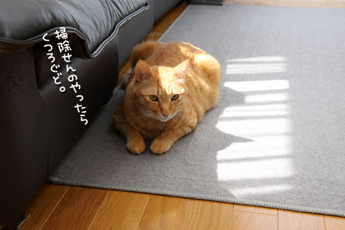 猫にとっての快適って?_d0355333_12482053.jpg