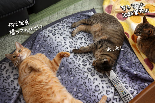 誰が平和主義者?!_d0355333_12482498.jpg