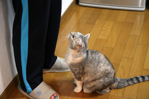 ちっちゃくアピール!_d0355333_12482548.jpg