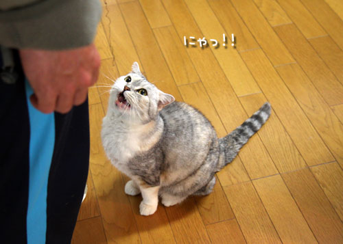 ちっちゃくアピール!_d0355333_12482685.jpg