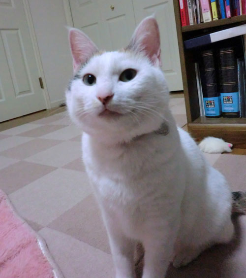 ななこ便り_d0355333_12483333.jpg