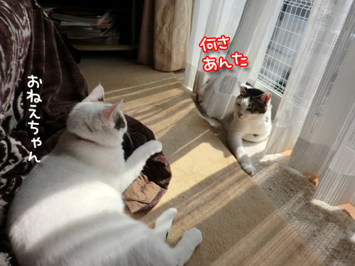 ななこ便り_d0355333_12483399.jpg