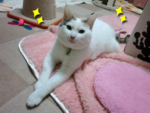 ななこ便り_d0355333_12483434.jpg