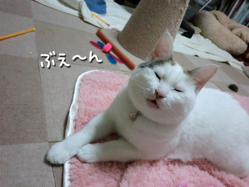 ななこ便り_d0355333_12483481.jpg