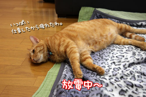おやじ同士の会話。_d0355333_12483575.jpg