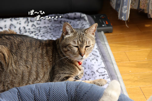 春なので。_d0355333_12483708.jpg