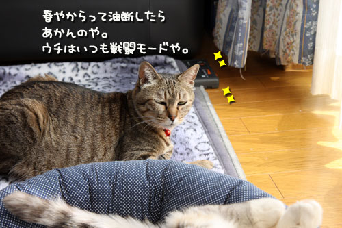 春なので。_d0355333_12483741.jpg