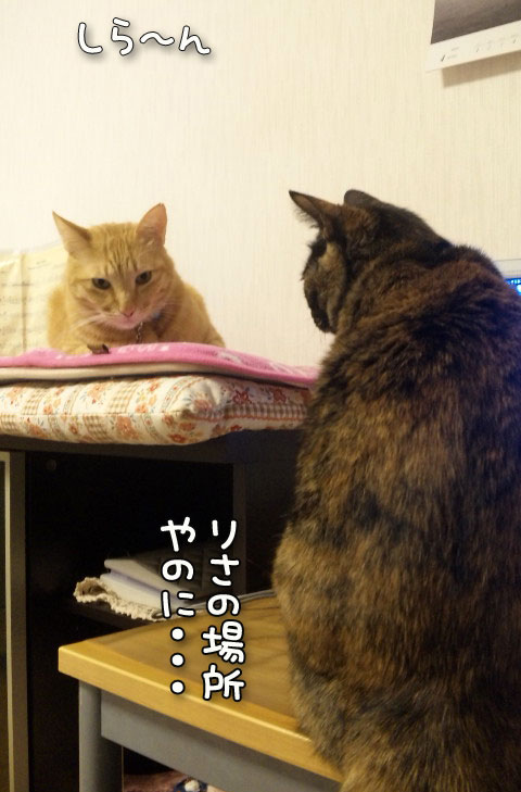 新携帯のカメラで。_d0355333_12484321.jpg