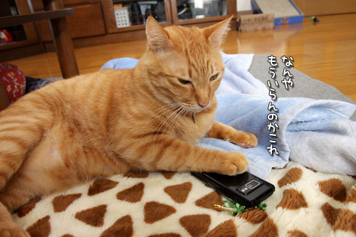 新携帯のカメラで。_d0355333_12484351.jpg