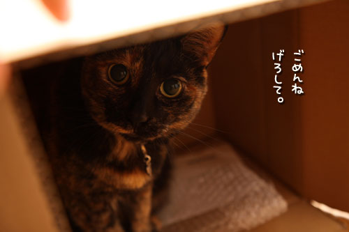 ちょっとだけ独身貴族_d0355333_12484640.jpg