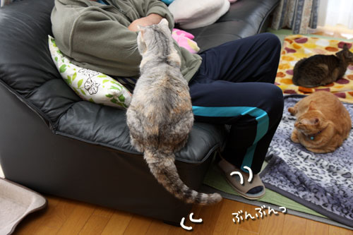 待ってるの。_d0355333_12485100.jpg