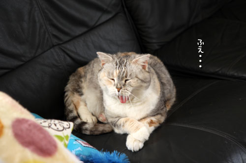 歯は大切に。_d0355333_12490152.jpg