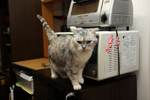 バックバック!_d0355333_12490666.jpg