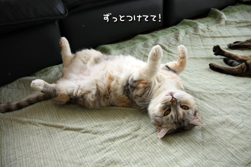 ホカペはそろそろおしまいやのに?_d0355333_12491044.jpg