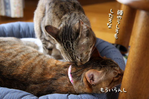 なめなめ作戦。_d0355333_12492204.jpg