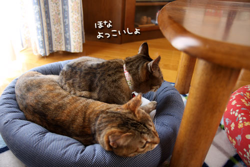 なめなめ作戦。_d0355333_12492275.jpg