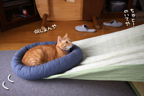 やる気をそぐ猫_d0355333_12492595.jpg