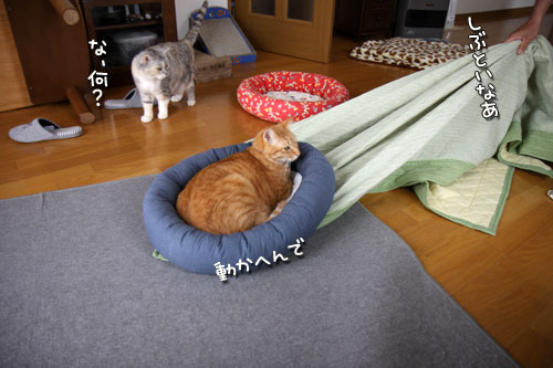 やる気をそぐ猫_d0355333_12492642.jpg