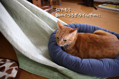 やる気をそぐ猫_d0355333_12492679.jpg