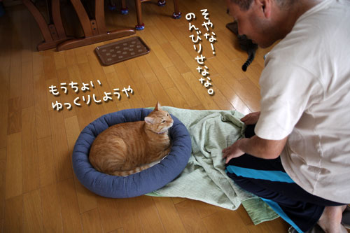 やる気をそぐ猫_d0355333_12492712.jpg