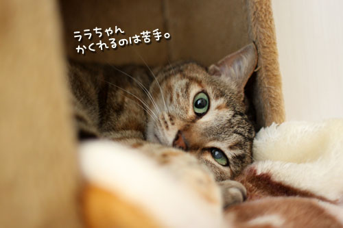 かくれんぼが上手な子は?_d0355333_12493121.jpg