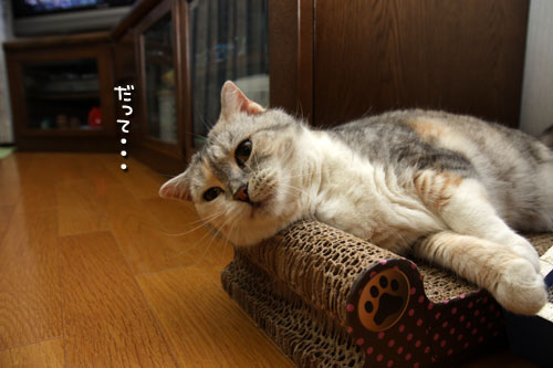 さりげなく主張。_d0355333_12494501.jpg