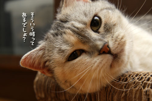 さりげなく主張。_d0355333_12494667.jpg