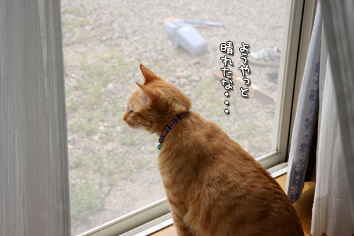 雨が上がったら_d0355333_12495511.jpg