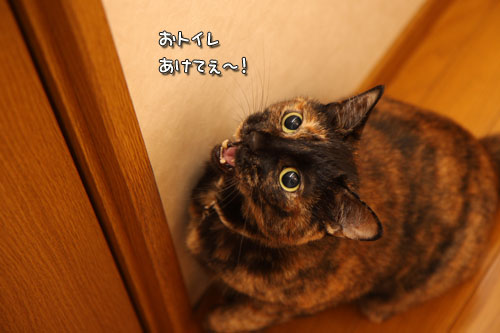 青くなるまで待て。_d0355333_12500241.jpg