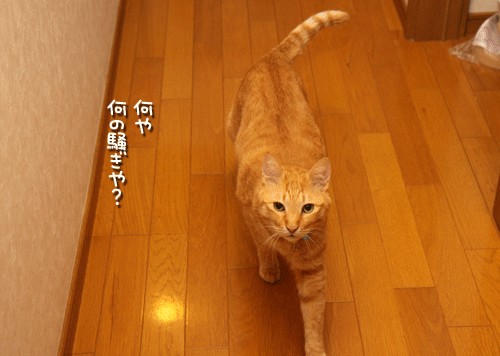 青くなるまで待て。_d0355333_12500357.gif