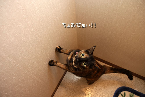 青くなるまで待て。_d0355333_12500371.jpg
