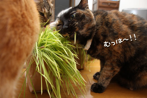 やっぱり待てない!_d0355333_12500425.jpg