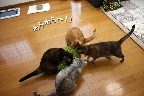 やっぱり待てない!_d0355333_12500494.jpg