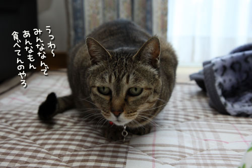 やっぱり待てない!_d0355333_12500543.jpg