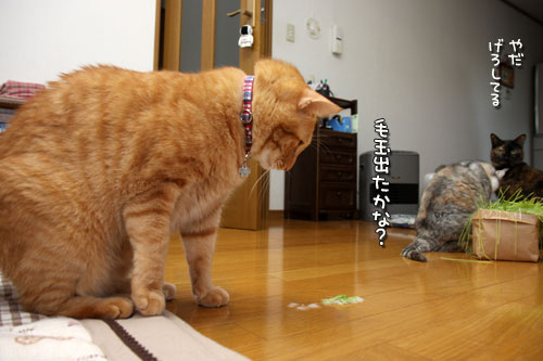 やっぱり待てない!_d0355333_12500548.jpg