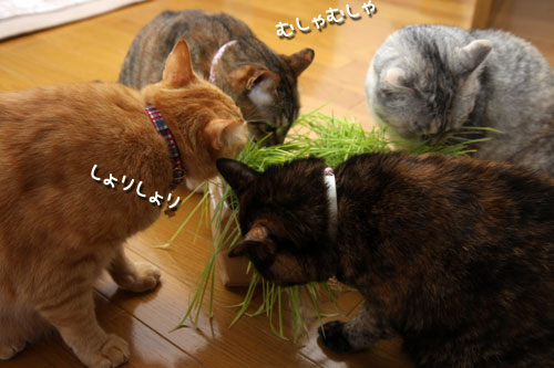 やっぱり待てない!_d0355333_12500590.jpg