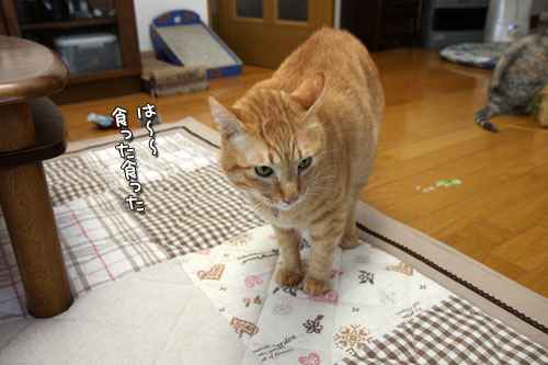 やっぱり待てない!_d0355333_12500661.jpg